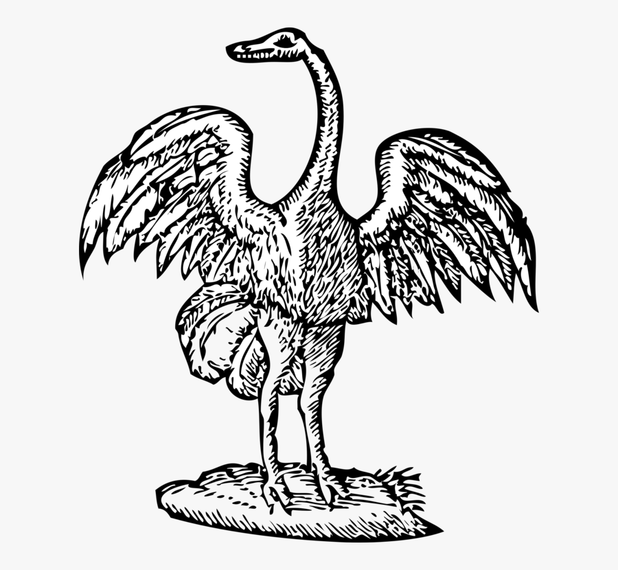 Bird Engraving Black White Line Art 555px - Bird Engraving, Transparent Clipart