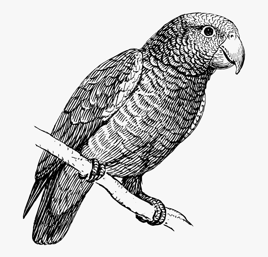 Parrot Clip Art Download - Parrot Png Black And White, Transparent Clipart