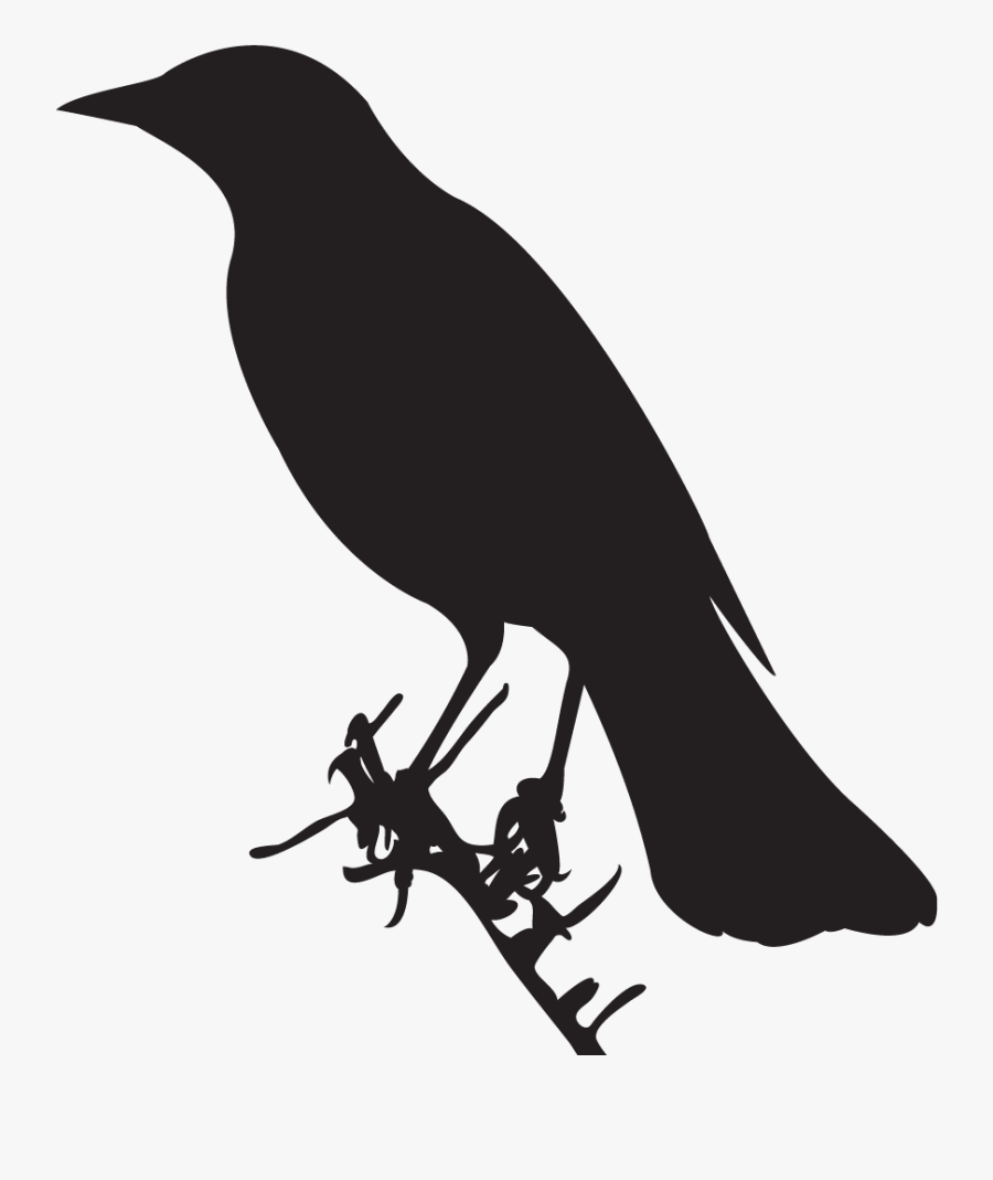 Clip Art Brewer S Blackbird Overview - Shape Of A Bird, Transparent Clipart