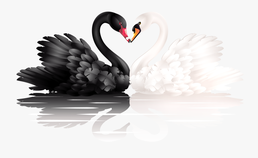 Black Swan Clipart Two - Black Swan Bird White Background, Transparent Clipart