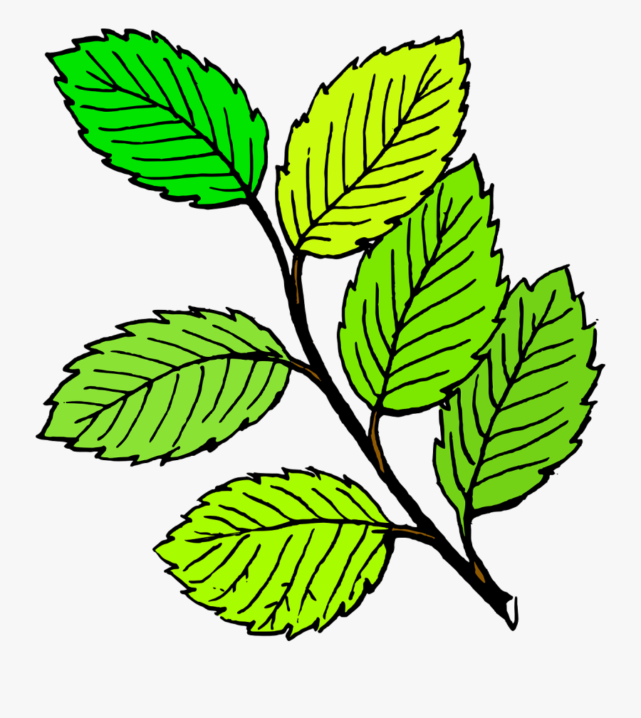 Leaf - Clipart - Clip Art Of Leaves, Transparent Clipart