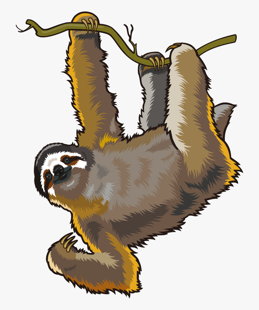 Sloth With No Background , Free Transparent Clipart - ClipartKey