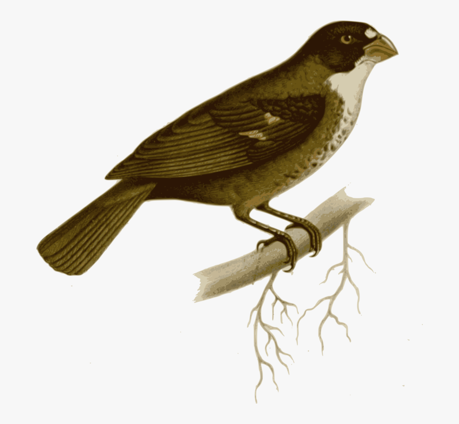 Bird Clipart Maya - Sporophila Frontalis, Transparent Clipart