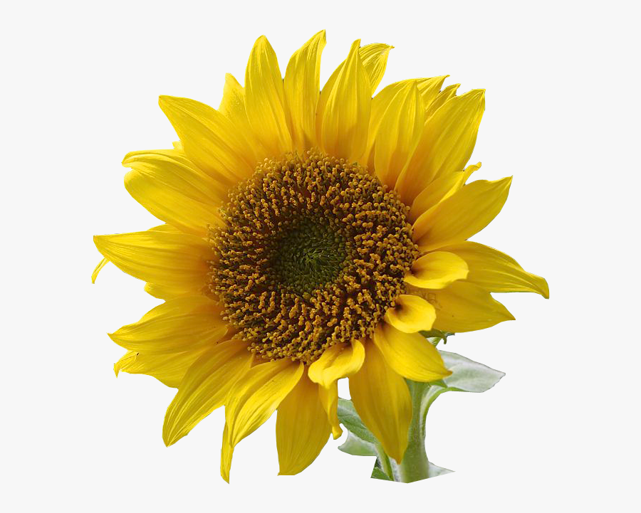 Sunflower Clip Art - Sunflower No Background Transparent Png, Transparent Clipart