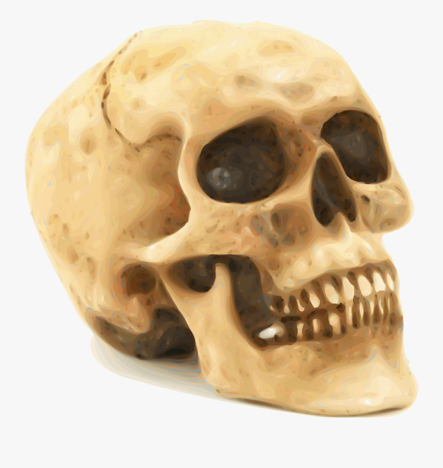 Human Skull Clipart - Human Skull, Transparent Clipart