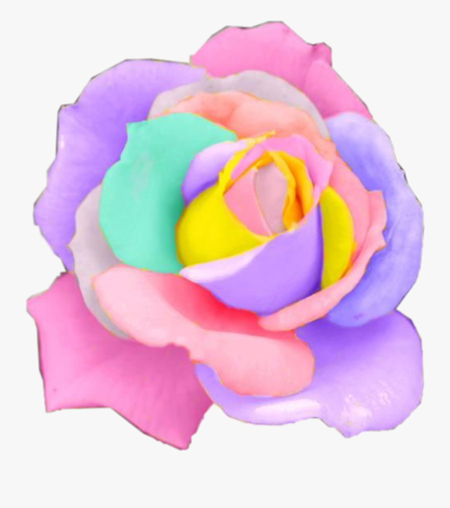 Rose Rainbow Flower Flowers Pastel Rosesfreetoedit - Transparent Rainbow Rose, Transparent Clipart
