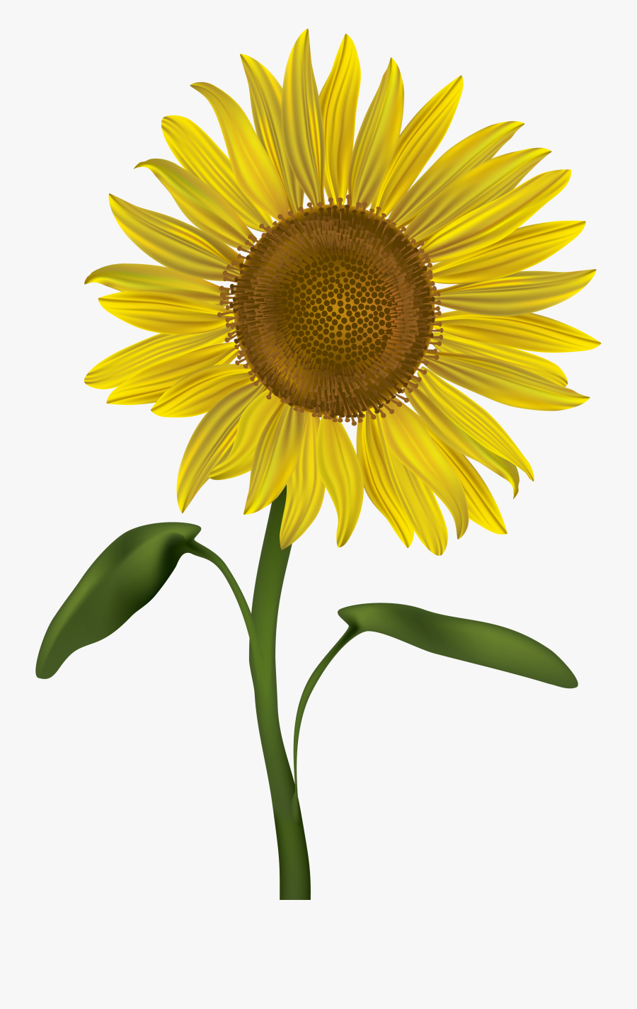 Sunflower Clipart To Free Download Transparent Background