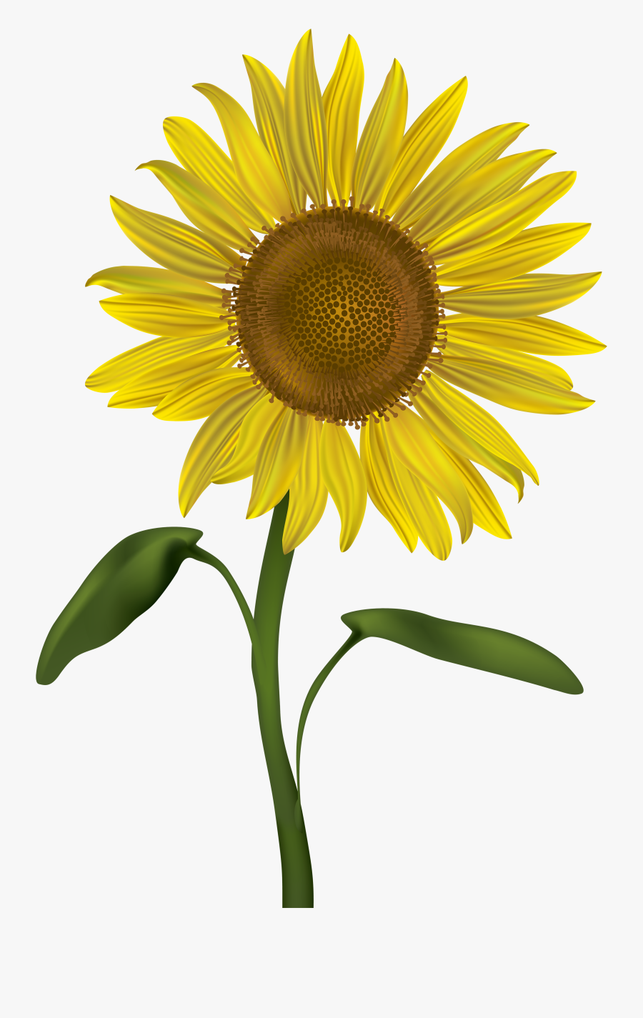 Sunflower Clipart To Free Download - Transparent Background Sunflower Transparent, Transparent Clipart