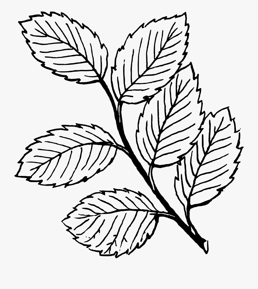 Leaf Black And White Leaf Black And White Banana Leaf - Leaves Black And White, Transparent Clipart