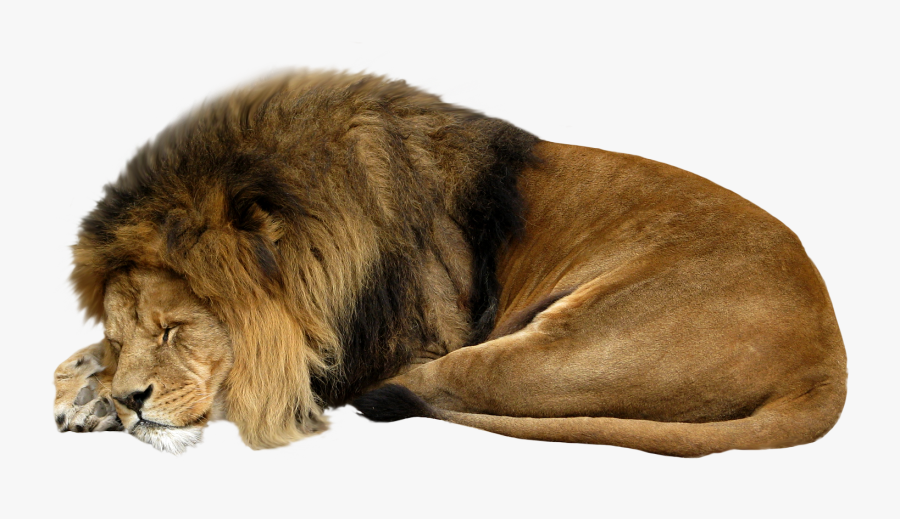 Lions Clipart Sleep - Sleeping Lion White Background, Transparent Clipart