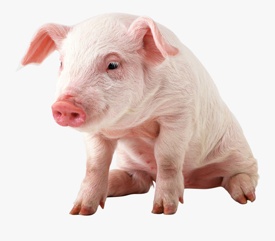 Transparent Cute Pig Clipart - Pig Png, Transparent Clipart