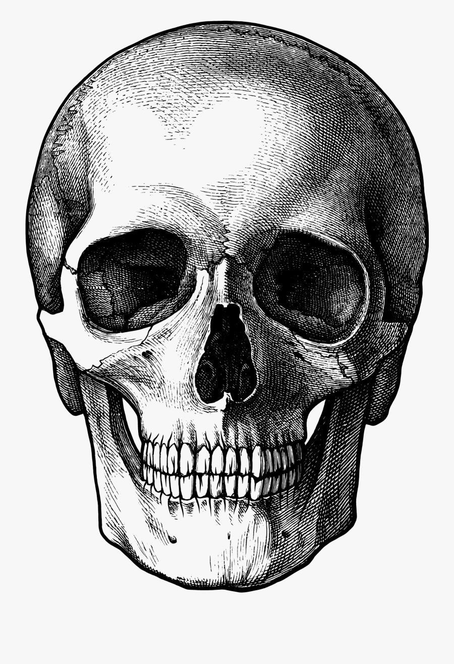 Skulls - Skull Drawing, Transparent Clipart