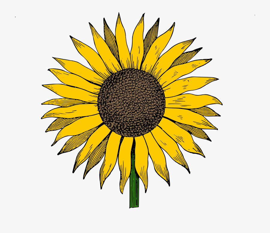 Sunflower Free Sunflowers Clipart Clip Art On Transparent - Sunflower Clipart, Transparent Clipart