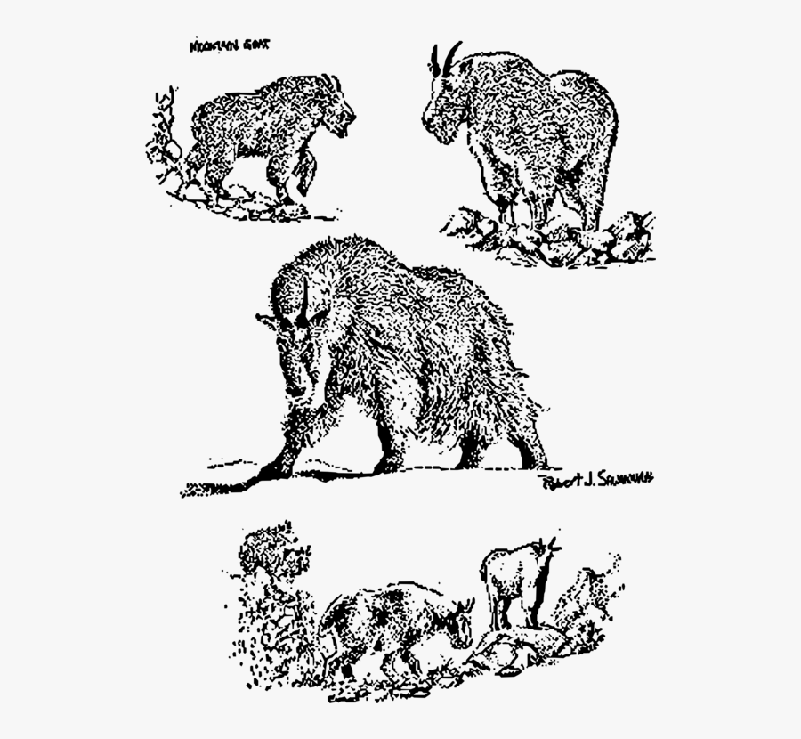 White Lion Clipart Elephant - Chamois, Transparent Clipart