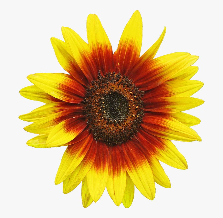 Free Sunflower Clipart Image 2 Clip Art - Clipart Sunflower, Transparent Clipart