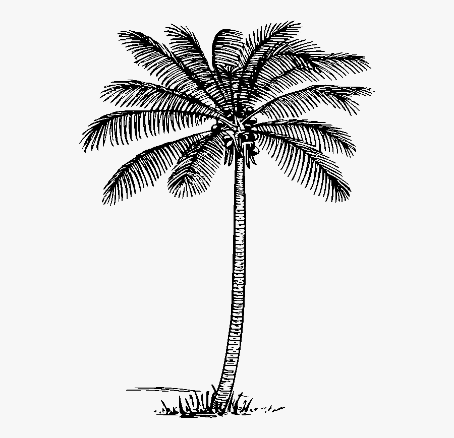 Transparent Tree Clip Art - Palm Trees Clipart Black And White, Transparent Clipart