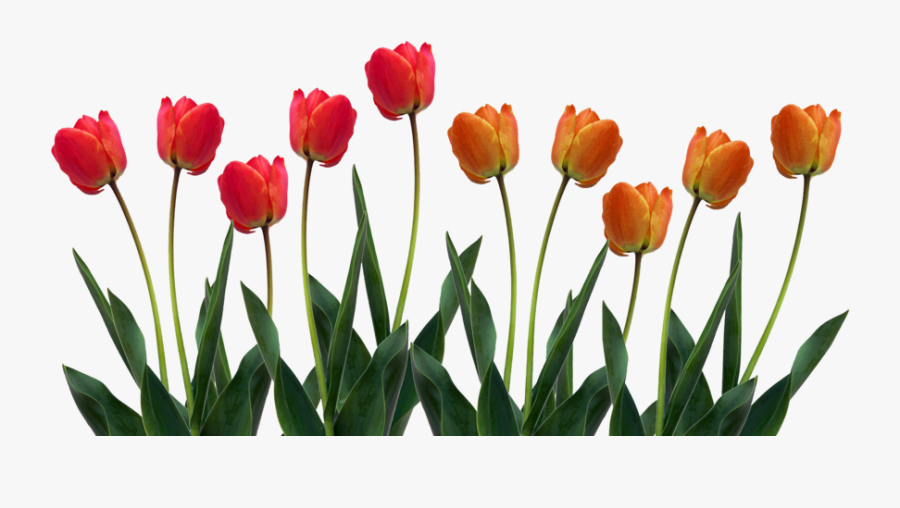 Row Of Flowers Clipart - Tulips Png Transparent Background , Free