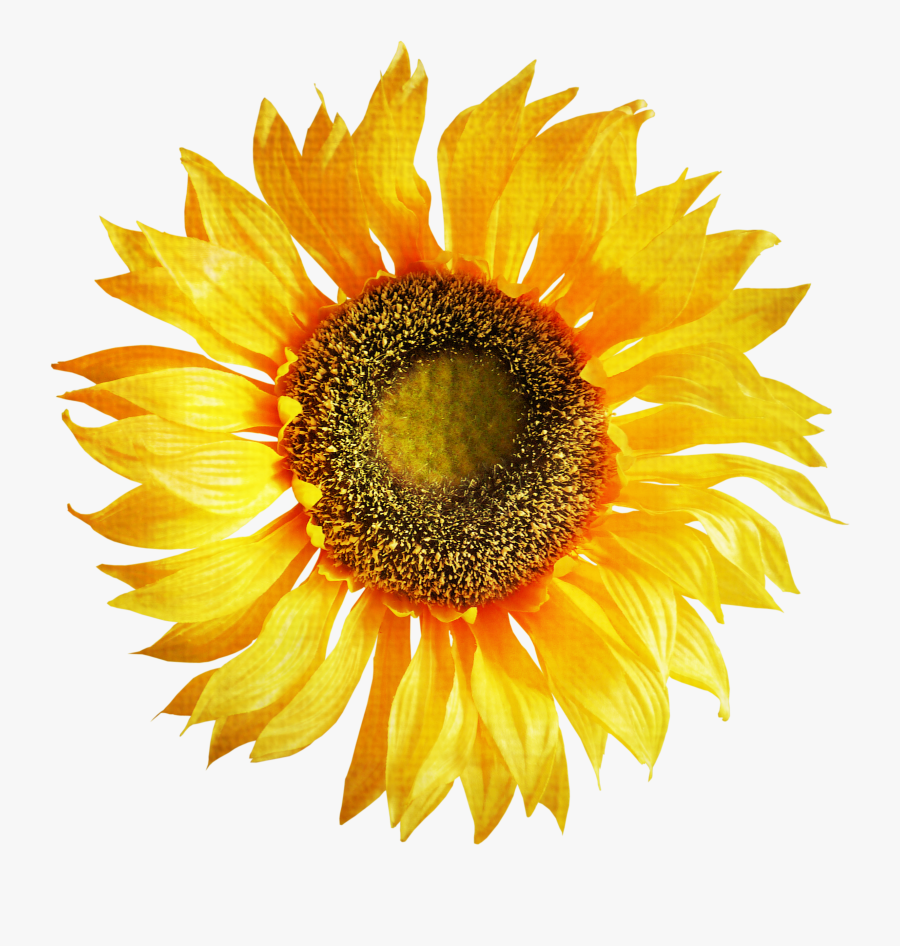 Sunflower Png Hd, Transparent Clipart