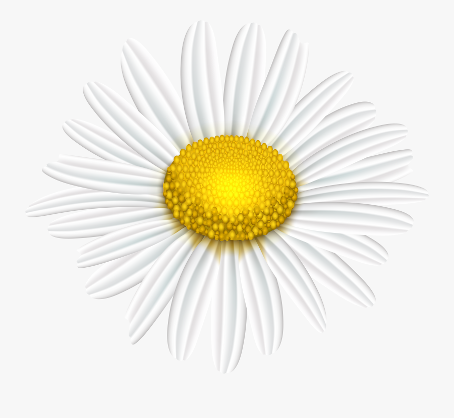 Daisy Flower Transparent Image - New Kansas State Flag, Transparent Clipart