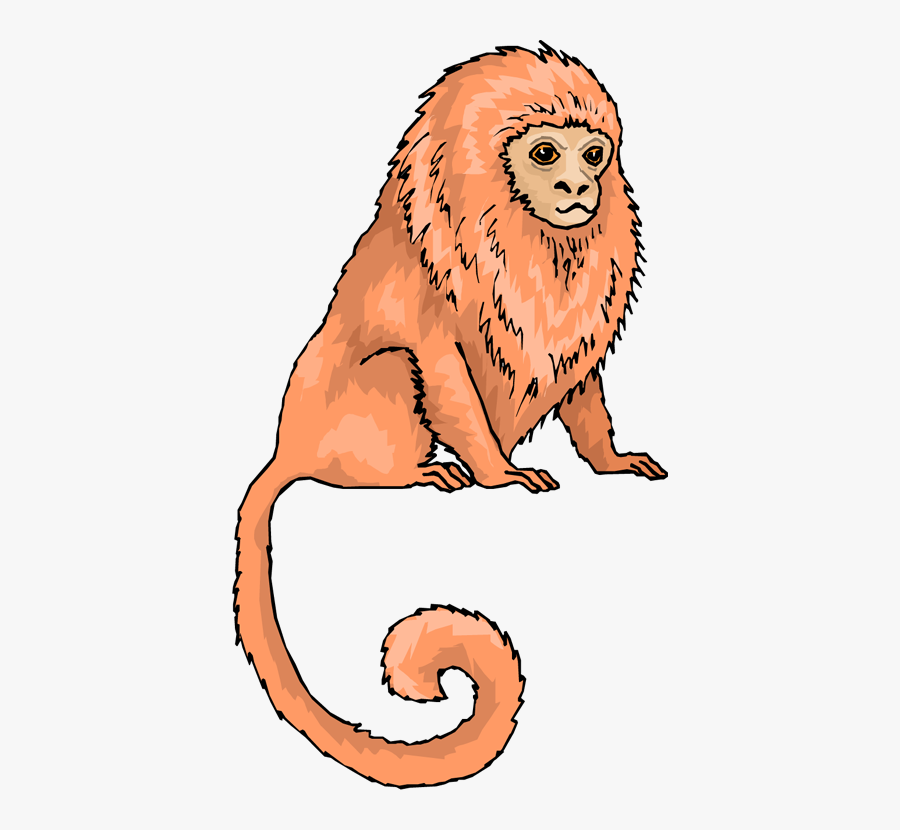 Golden Lion Tamarin Clipart, Transparent Clipart