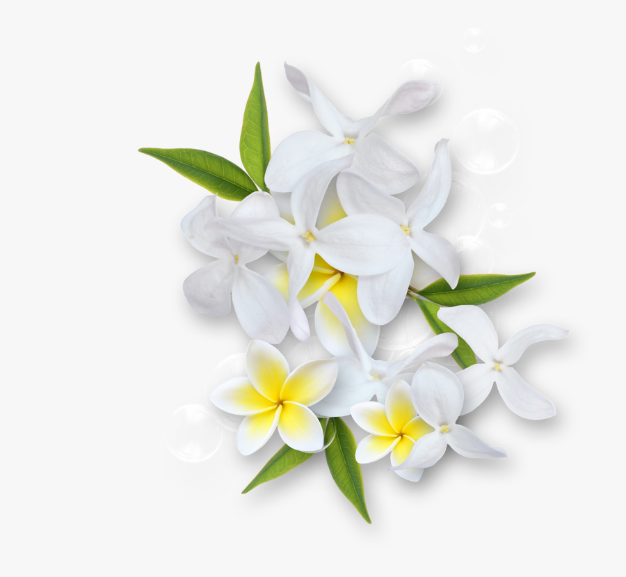 Ldw Underapalmtree Cluster13 - ดอก ลีลา วดี Png, Transparent Clipart