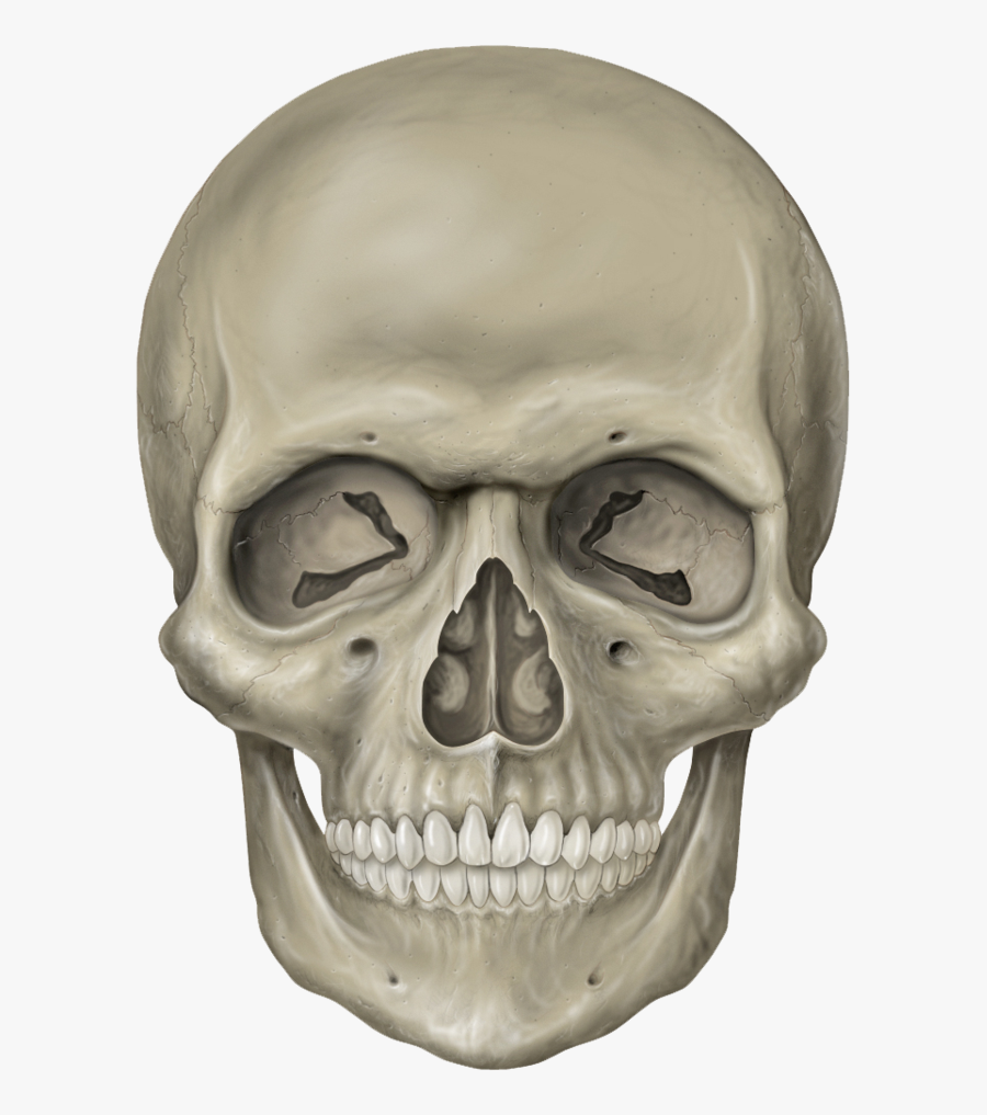 Skull Clipart - Human Skull Mandela Effect, Transparent Clipart