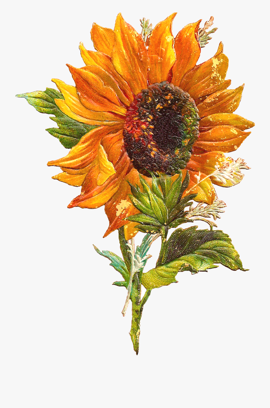 Fall Sunflower Clipart Galleryhip - Vintage Sunflower Transparent ...