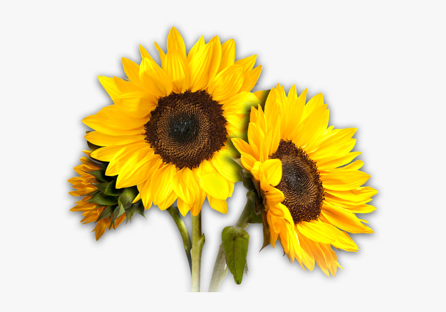 Transparent Sunflower Clipart - Imagen De Girasol Png, Transparent Clipart