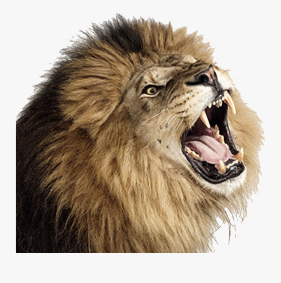 Lion Png Images Free - Lion Roaring Transparent Background, Transparent Clipart