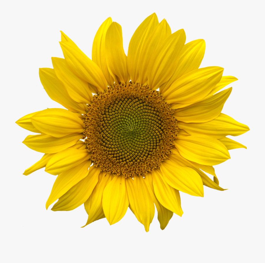 Sunflower Png, Transparent Clipart