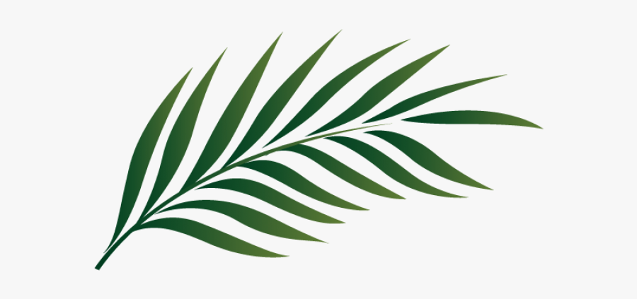 Palm Leaf Clipart Png, Transparent Clipart