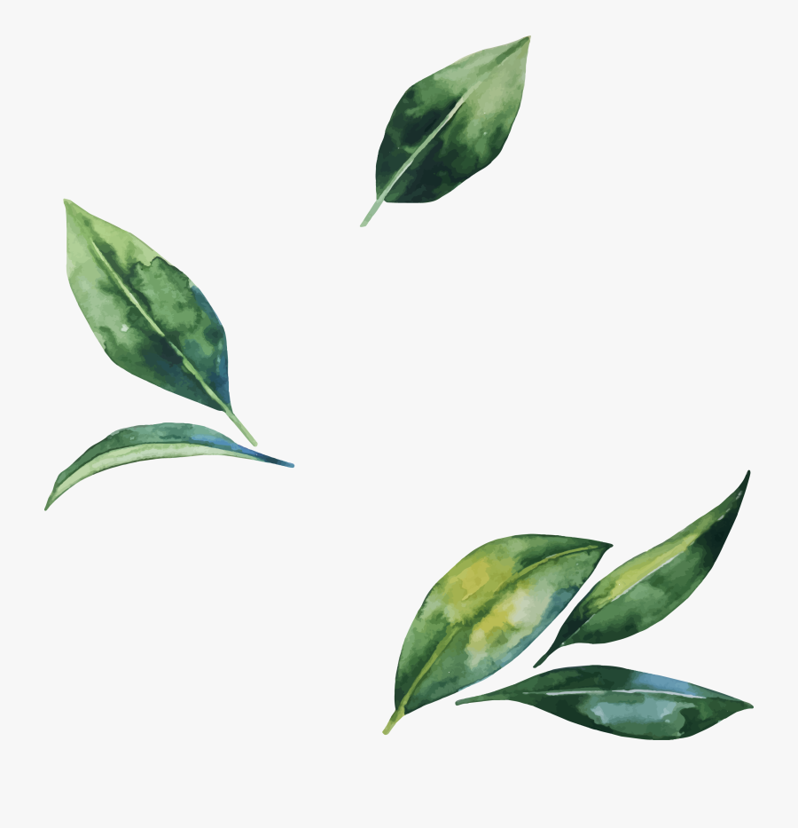 Leaves Png Images Free - Transparent Watercolor Leaves Png, Transparent Clipart