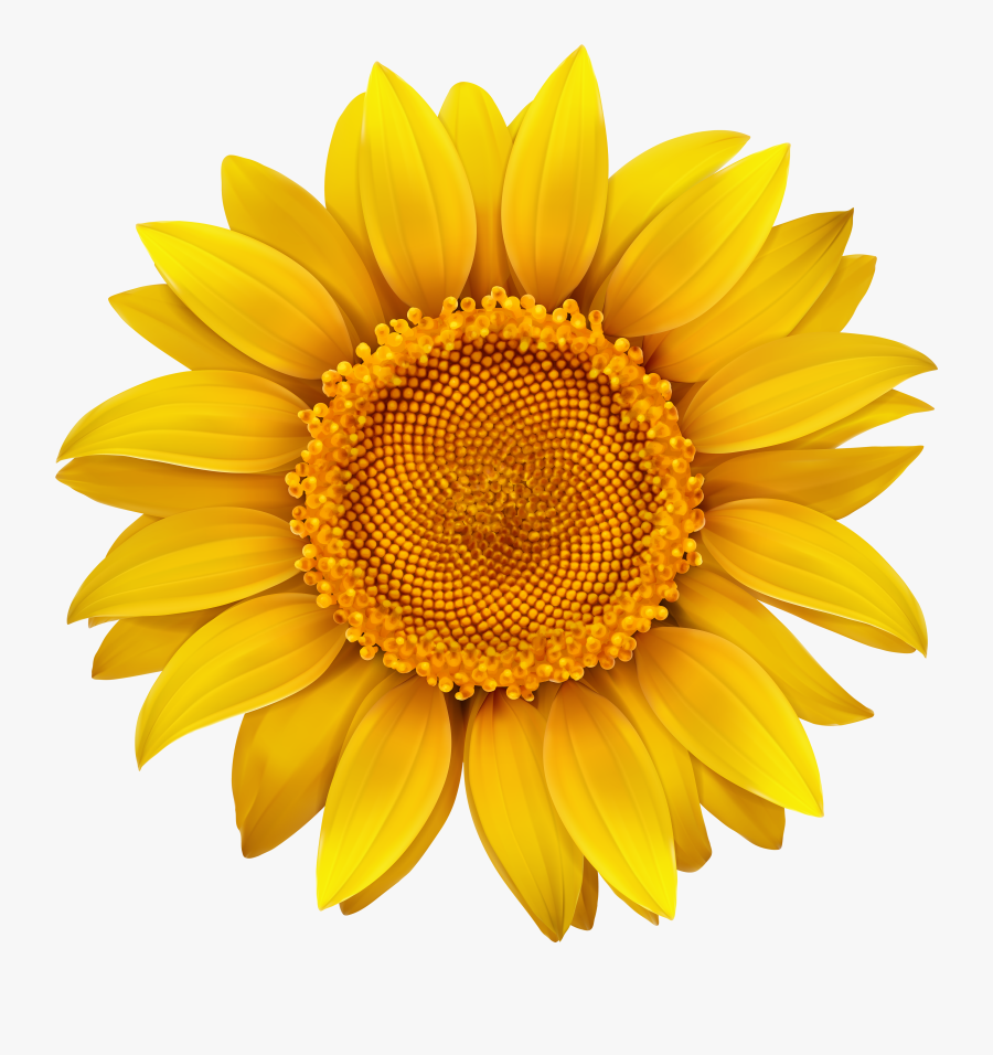 Sunflower Transparent Hi Res - Transparent Background Sunflower Clipart, Transparent Clipart