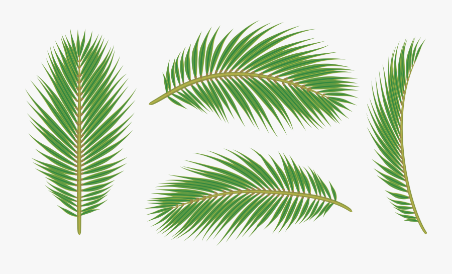 Palm Leaves Background Download, Transparent Clipart