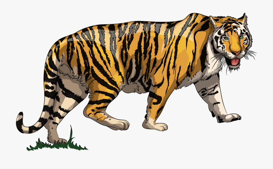 Siberian Tiger, Transparent Clipart