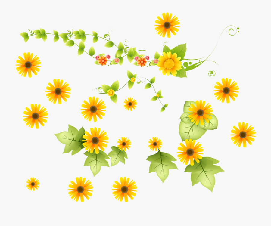 Download Collection Of Free Sunflower Transparent Vine African Daisy Free Transparent Clipart Clipartkey