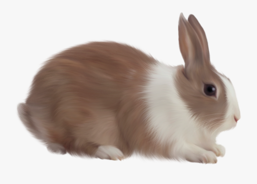 Rabbit Png Images, Free Png Rabbit Pictures Download - Rabbit Png, Transparent Clipart