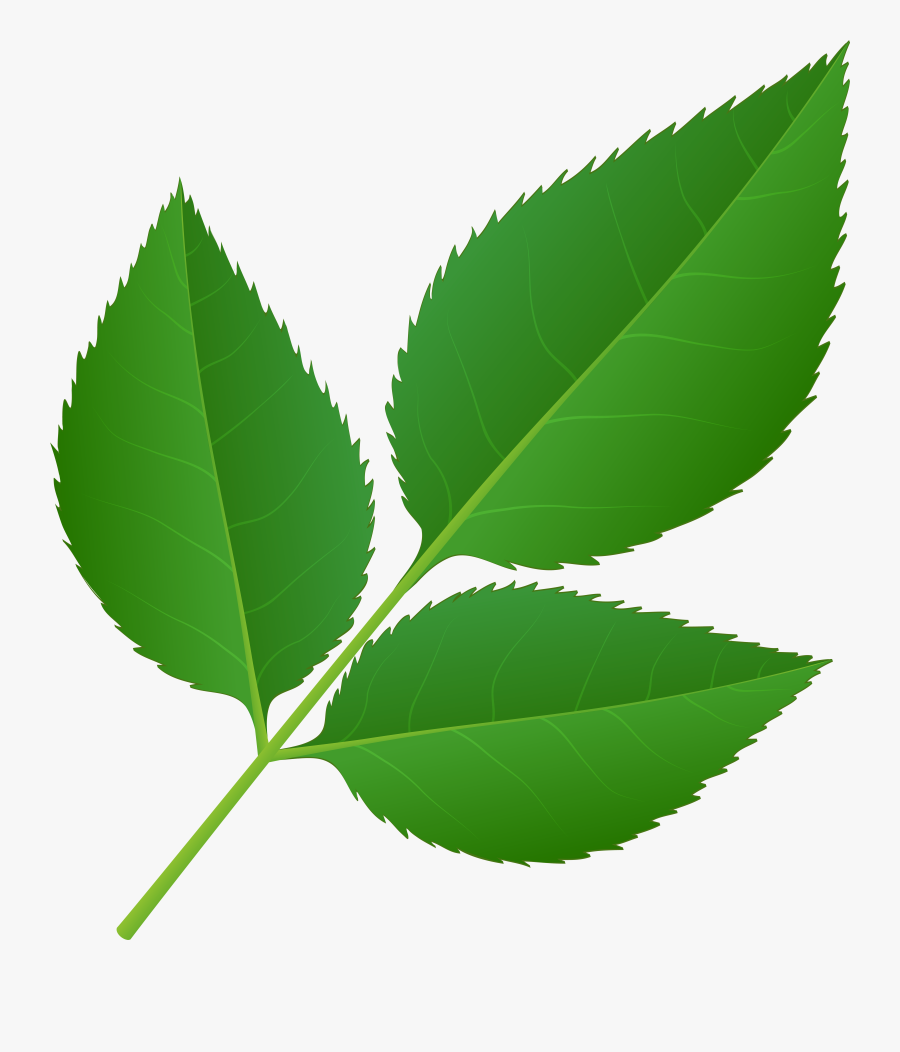 Clip Art Of Stem Transparent Png, Transparent Clipart