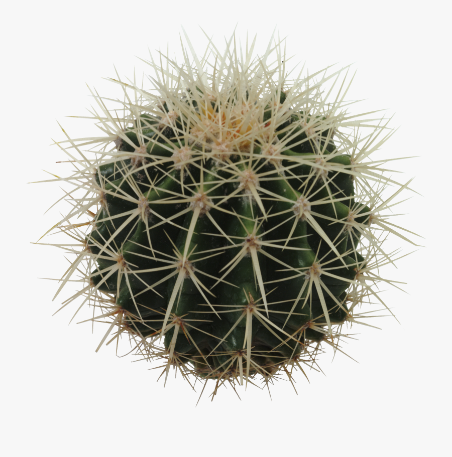 High Resolution Cactus Png Clipart - Echinocactus Grusonii Png, Transparent Clipart