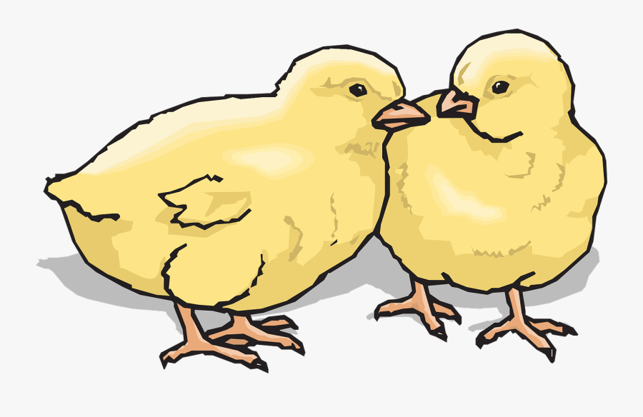 Clip Art Chicks Image Library - Chicks Clip Art, Transparent Clipart