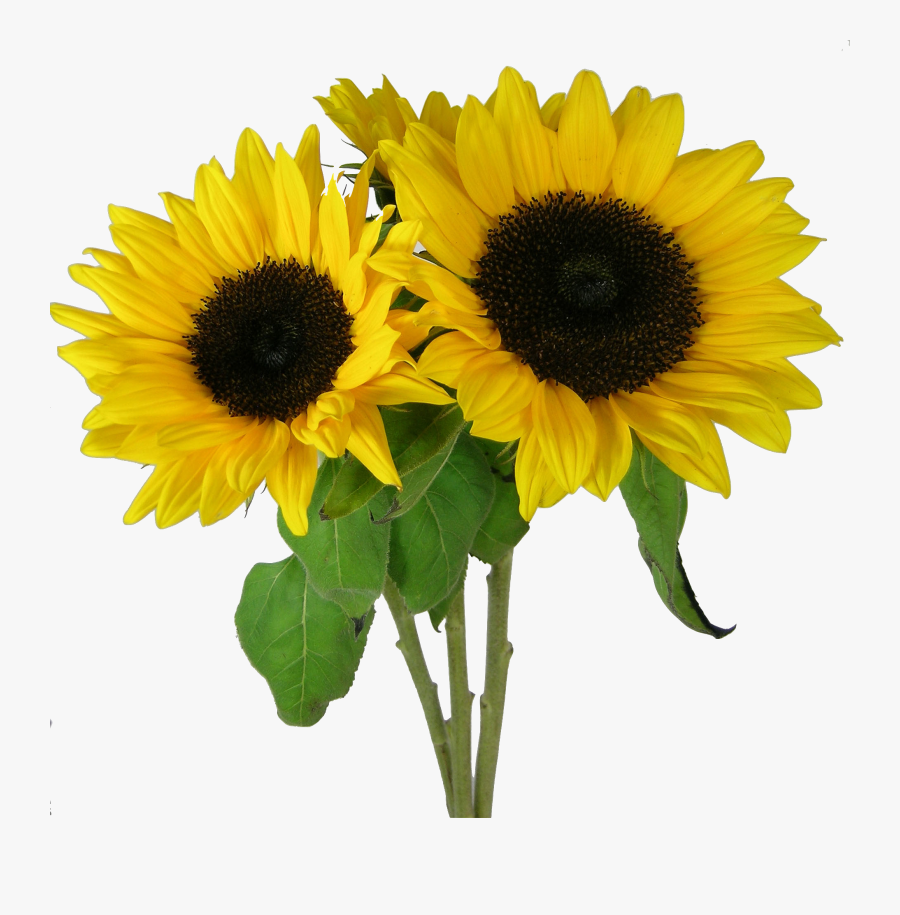 Sunflower Clipart Clear Background Transparent Background