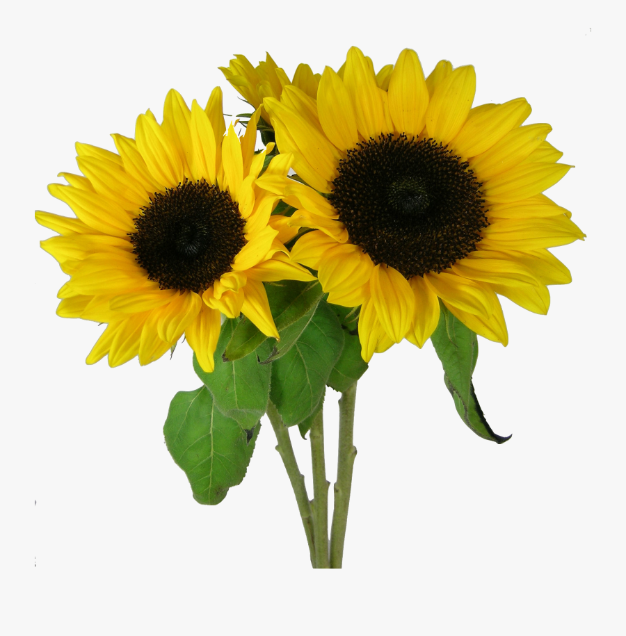 Sunflower Clipart Clear Background - Transparent Background Sunflower Clipart, Transparent Clipart