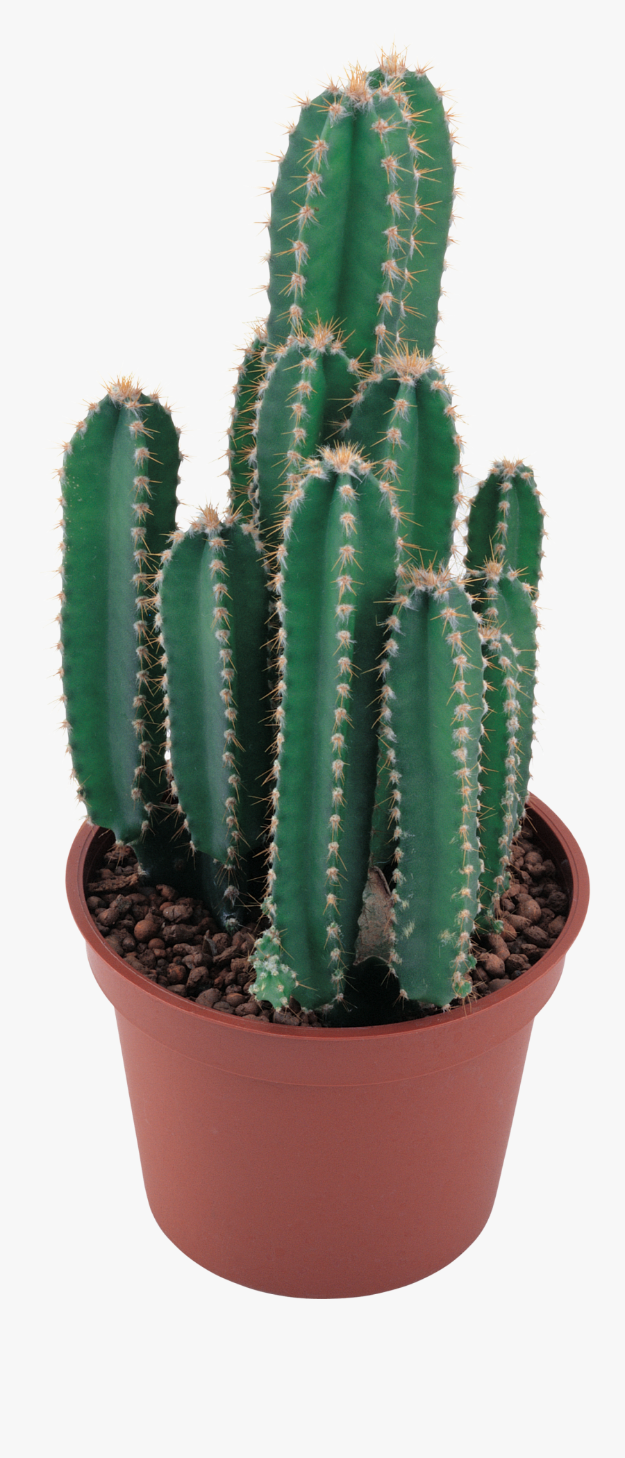 Cactus Png Image - Cactus Plant No Background, Transparent Clipart