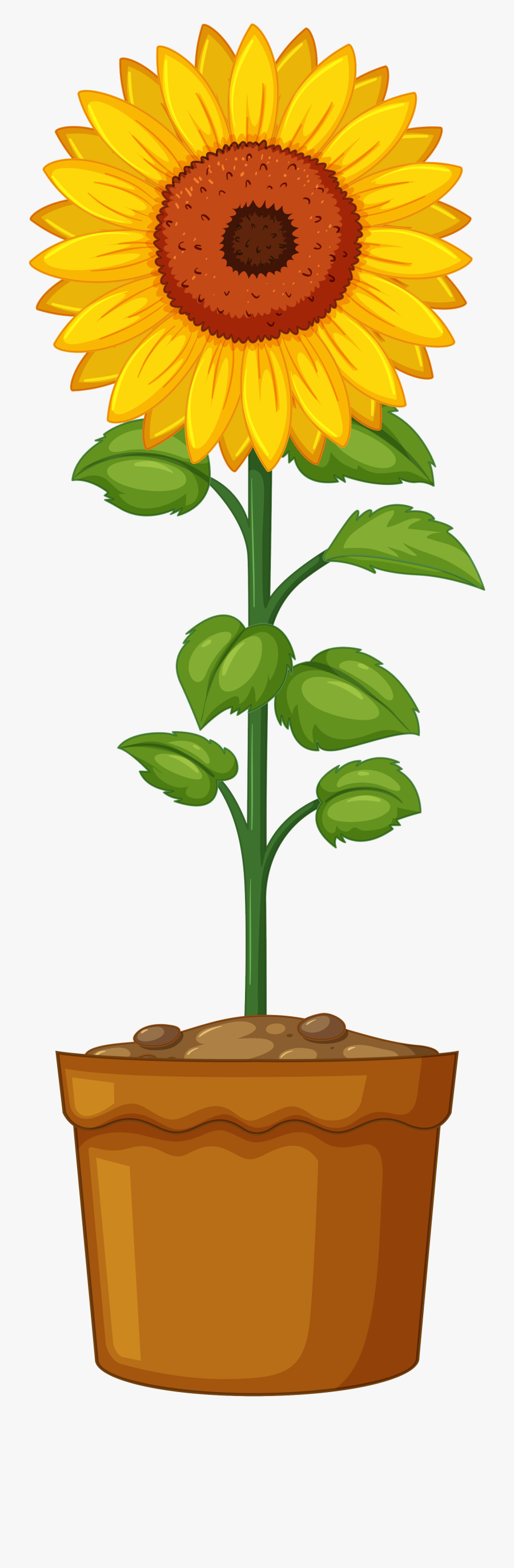 Britton Sunflower Planting - Sunflower Growing, Transparent Clipart