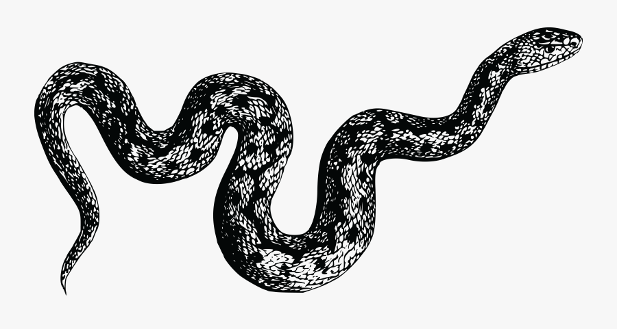 Cobra Snake Png Black And White - Black And White Snake Png, Transparent Clipart