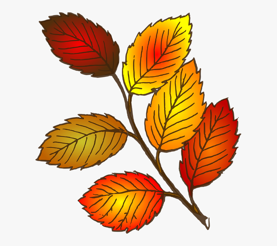Fall Leaves 7 Free Autumn And Fall Clip Artllections - Tree Leaves Line Art, Transparent Clipart