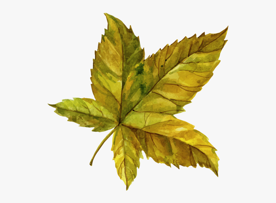 Leaf Clipart Png Image Free Download Searchpng - Maple Leaf, Transparent Clipart