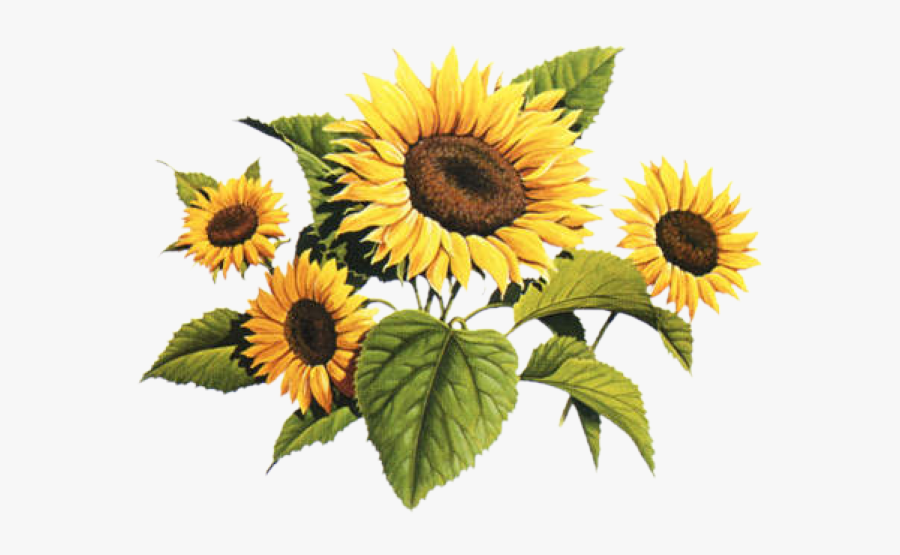 Free Free 313 Printable Simple Sunflower Clipart SVG PNG EPS DXF File