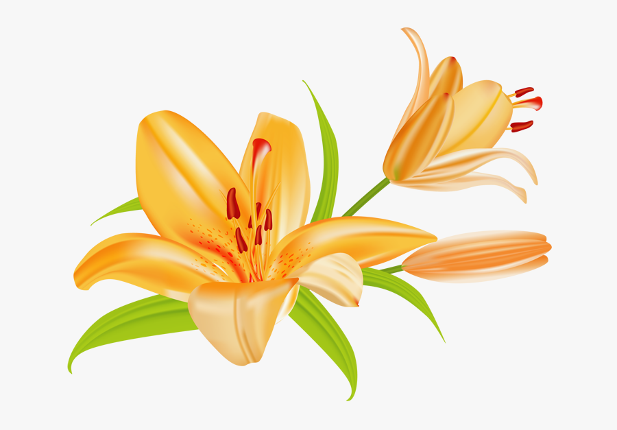 An Overview - Lily Clipart, Transparent Clipart