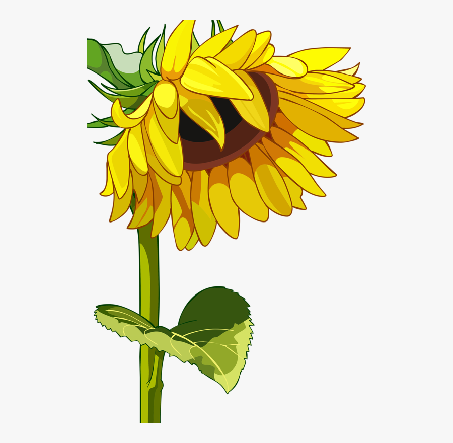 Png Flower Clip - Sunflower Background, Transparent Clipart